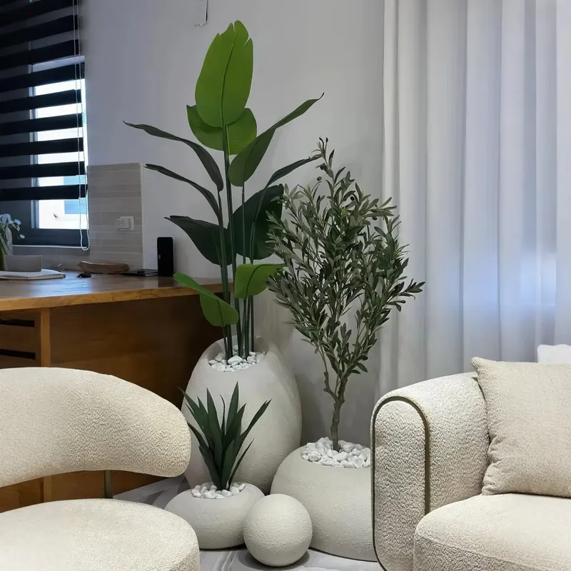 Ciptakan Oasis Anda: Pohon Bon - Interior Design Your Home ulasan dan harga
