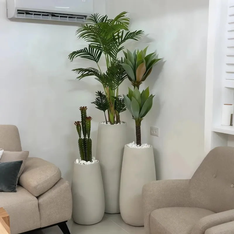 Ciptakan Oasis Anda: Pohon Bon - Interior Design Your Home ulasan dan harga